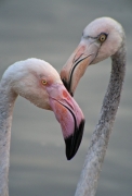 Flamenc (Phoenicopterus roseus)