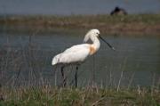 Bec planer (Platalea leucorodia)