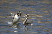 Cabussó emplomallat (Podiceps cristatus) 2de7