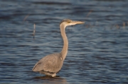 Bernat pescaire (Ardea cinerea)