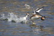Cabussó emplomallat (Podiceps cristatus) 3de7