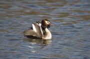 Cabussó emplomallat (Podiceps cristatus) 5de7