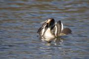 Cabussó emplomallat (Podiceps cristatus) 7de7