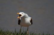 Gavià argentat (Larus michaellis)