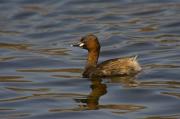 Cabusset (Tachybaptus ruficollis)