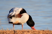 Ànec blanc (Tadorna tadorna)