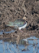 Fredeluga (Vanellus vanellus)