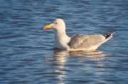 Gavià argentat (Larus michahellis)