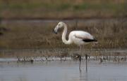 Flamenc (Phoenicopterus roseus)