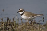 Corriol petit (Charadrius dubius)