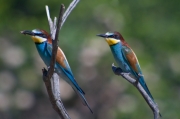 Abellerols (Merops apiaster)