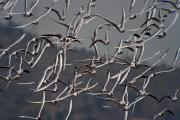 Gavina vulgar (Larus ridibundus)