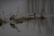 Bernat pescaire (Ardea cinerea)  1de2