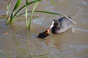 Fotja (Fulica atra) 1de2