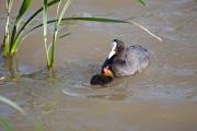 Fotja (Fulica atra) 2de2