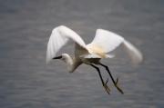 Martinet blanc (Egretta garzetta)