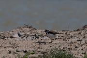 Corriol petit (Charadrius dubius)