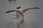 Gavià argentat (Larus michahellis)