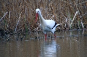 Cigonya blanca (Ciconia ciconia)