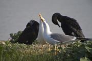 Gavià argentat (Larus michaellis) 1de3