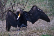 Corb Marí gros (phalacrocorax carbo)