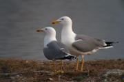 Gavià argentat (Larus cachinnans) 1de4