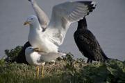 Gavià argentat (Larus michaellis) 3de3