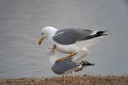 Gavià argentat (Larus cachinnans) 4de4