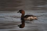 Cabusset (Tachybaptus ruficollis)