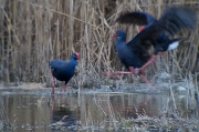 Polla blava (Porphyrio porphyrio)