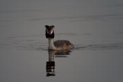 Cabussó emplomallat (Podiceps cristatus)  1de2