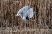 Bernat pescaire (Ardea cinerea)