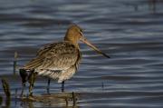 Tetol (Limosa limosa)