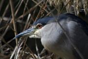 Martinet de nit (Nycticorax nycticorax)  2de2