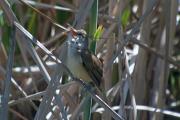 Balquer (Acrocephalus arundinaceus)