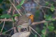 Pit-roig (Erithacus rubecula)