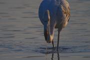 Flamenc (Phoenicopterus roseus)