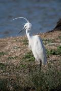 Martinet blanc (Egretta garzetta)