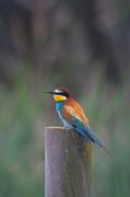 Abellerol (Merops apiaster)