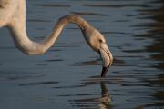 Flamenc (Phoenicopterus roseus)