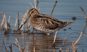 Becadell comú (Gallinago gallinago)