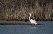 Agró blanc ( Egretta alba ) 1de2