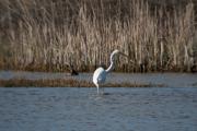 Agró blanc ( Egretta alba ) 2de2