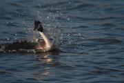 Cabussó emplomallat (Podiceps cristatus) 3de3