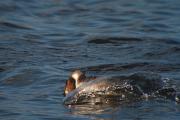 Cabussó emplomallat (Podiceps cristatus) 2de3