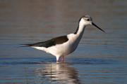 Cames Llargues (Himantopus himantopus)