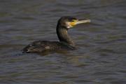 Corb marí gros ( Phalacrocorax carbo )