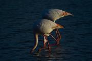 Flamenc (Phoenicopterus roseus)