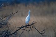 Esplugabous (Bubulcus ibis) 1de5