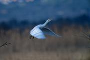 Esplugabous (Bubulcus ibis) 2de5